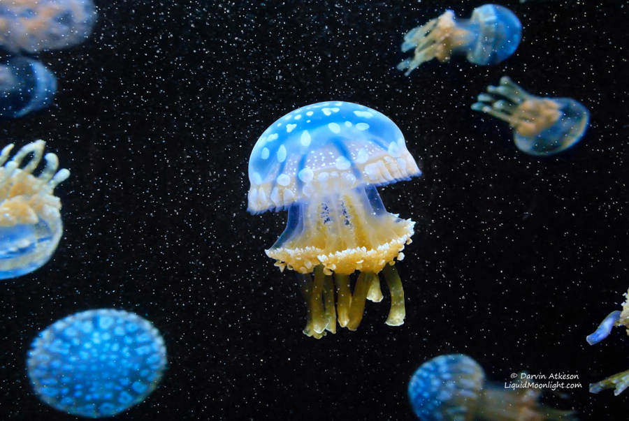 Почти космические фотографий медуз