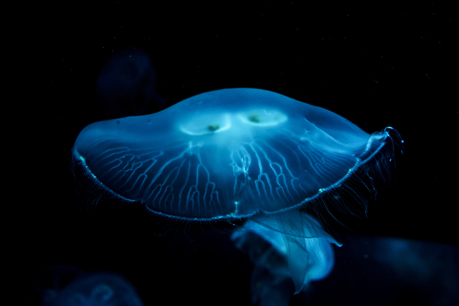 Почти космические фотографий медуз