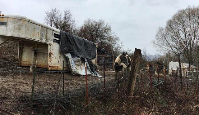 Спасение лошадей, живших в болоте за колючей проволокой Спасение лошадей, живших в болоте за колючей проволокой