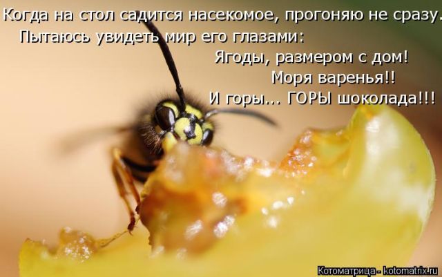 Лучшие котоматрицы недели