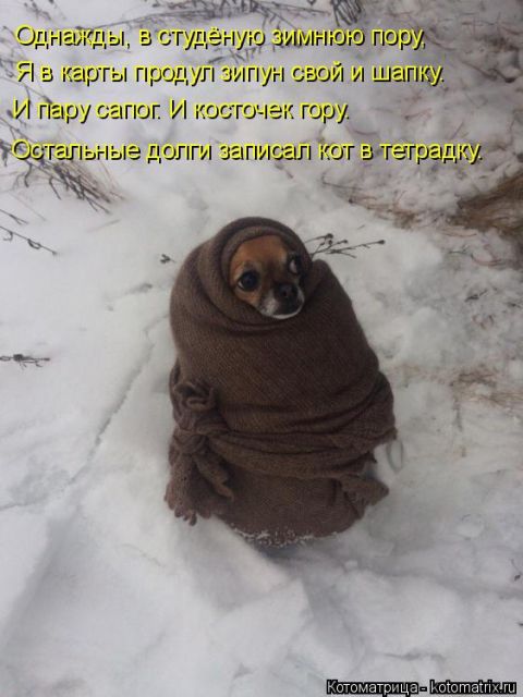 Лучшие котоматрицы недели