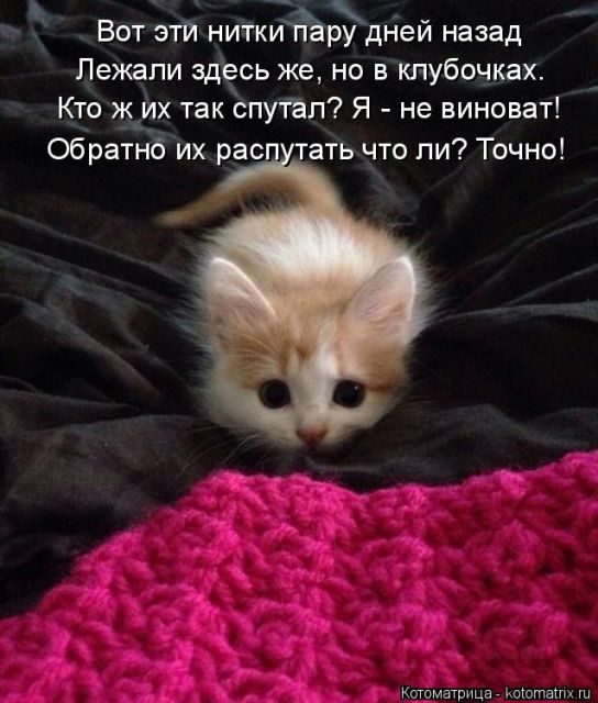 Лучшие котоматрицы недели