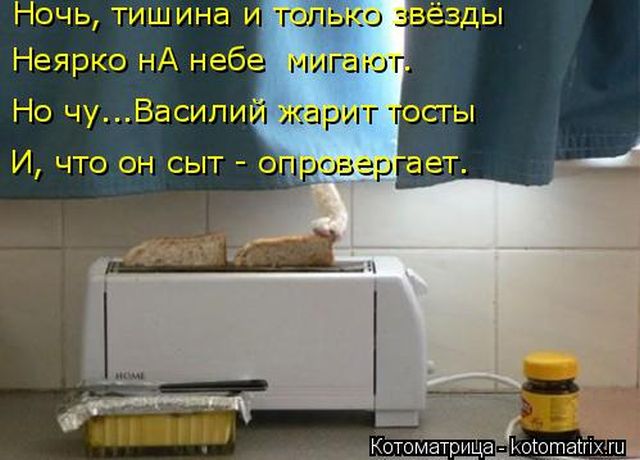 Лучшие котоматрицы недели