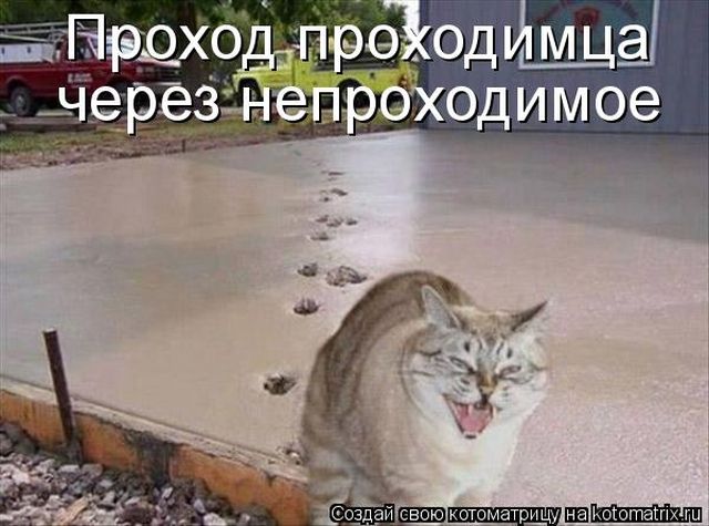 Лучшие котоматрицы недели