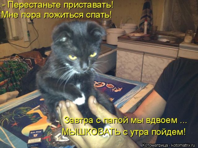 Лучшие котоматрицы недели