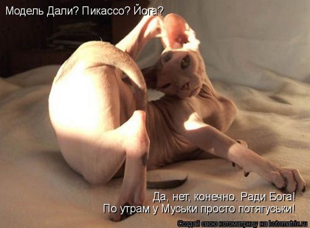 Лучшие котоматрицы недели
