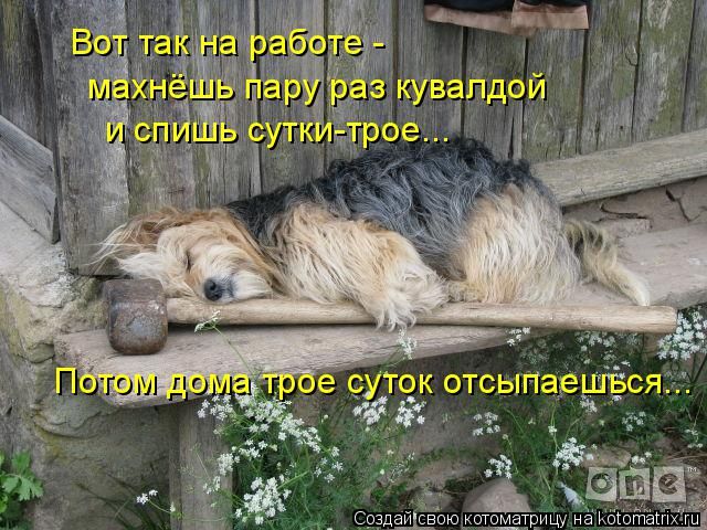 Лучшие котоматрицы недели