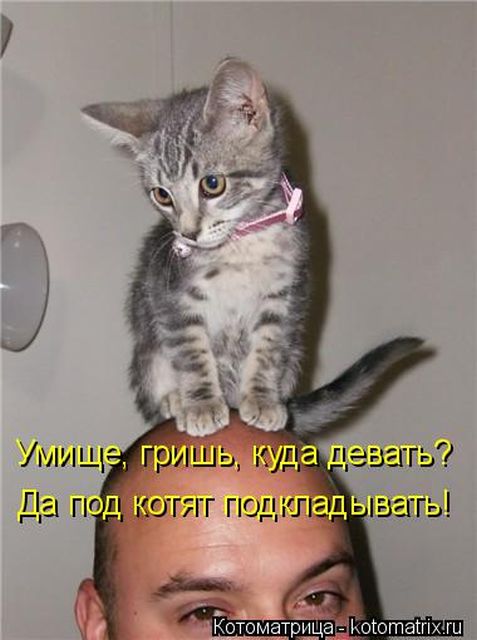 Лучшие котоматрицы недели