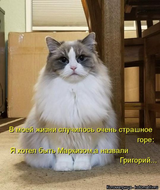 Лучшие котоматрицы недели