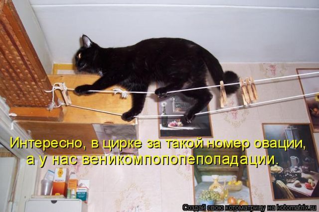 Лучшие котоматрицы недели