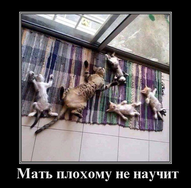 Демотиваторы