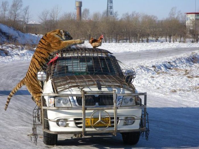 Прикольные картинки (70 фото)