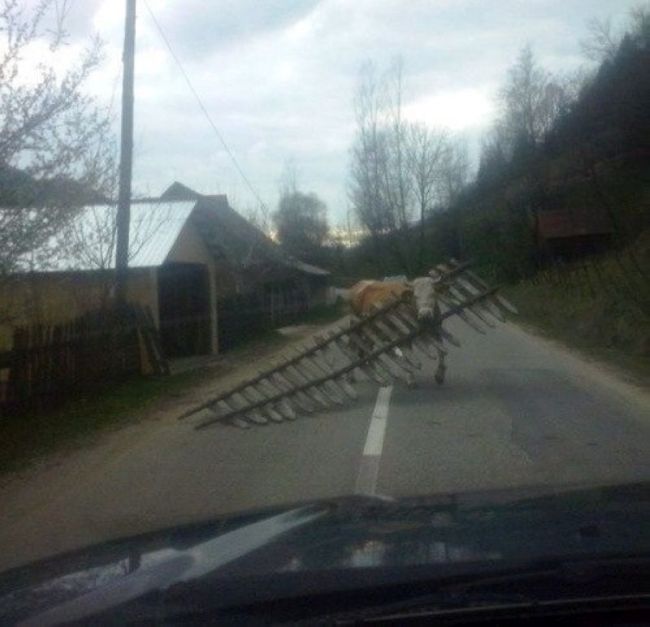 Прикольные фото, которые можно увидеть только в России