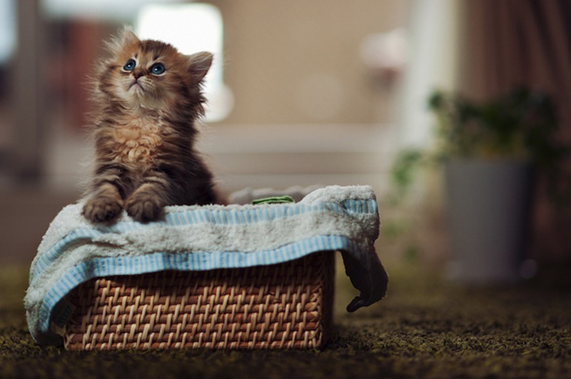 Самый милый котенок на Земле (19 фото)