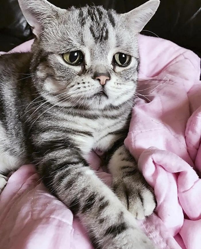 Луху — самая грустная кошка, чей несчастный вид разобьёт вам сердце