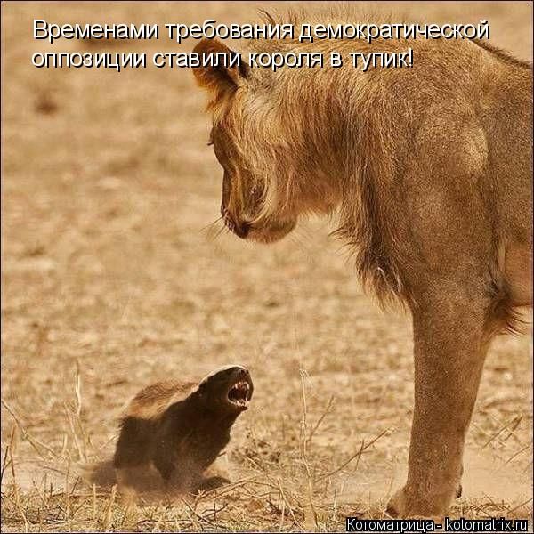 Лучшие котоматрицы недели