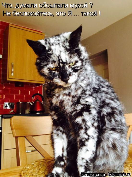 Лучшие котоматрицы недели