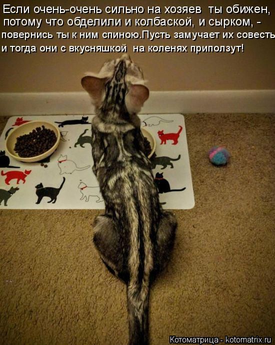 Лучшие котоматрицы недели