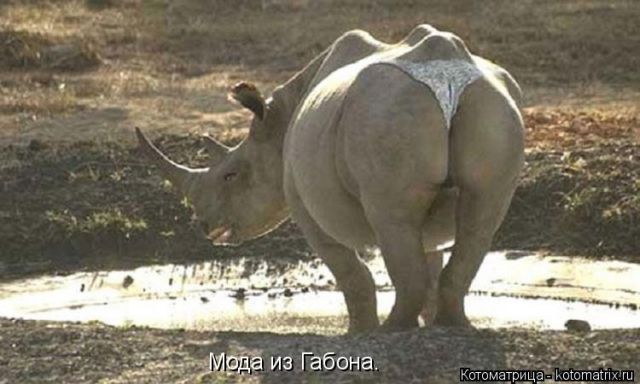 Лучшие котоматрицы недели