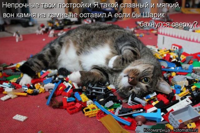 Лучшие котоматрицы недели