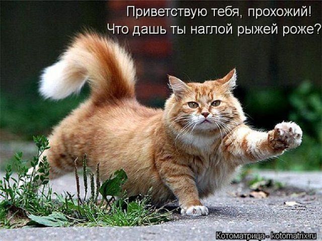 Лучшие котоматрицы недели