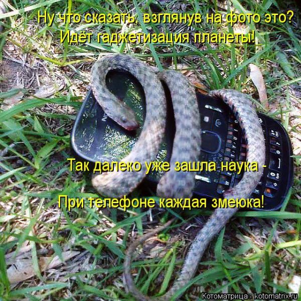 Лучшие котоматрицы недели