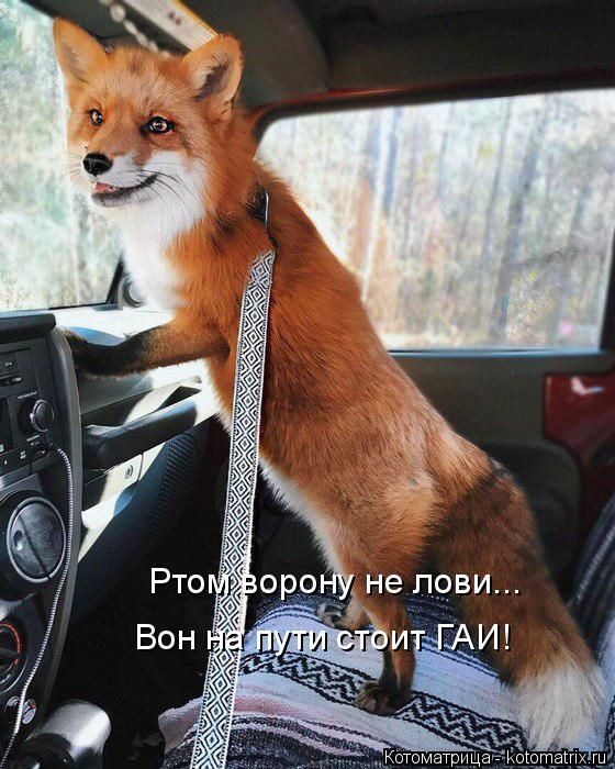 Лучшие котоматрицы недели