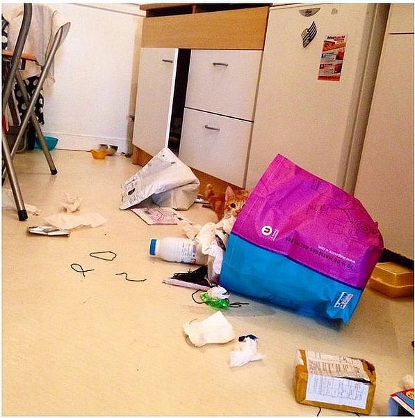 Прикольные картинки (82 фото)