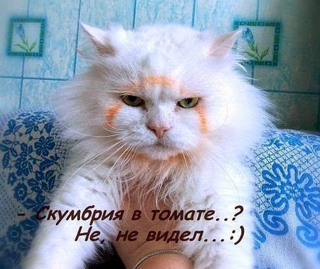 Порция картинок