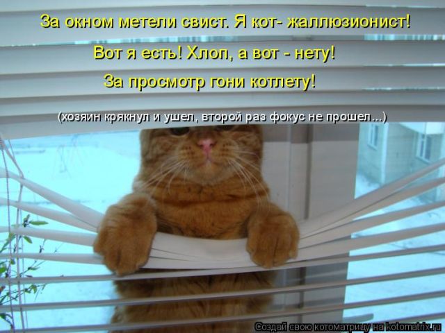 Лучшие котоматрицы недели