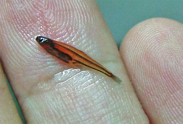 Крошки из мира животных Крошки из мира животных