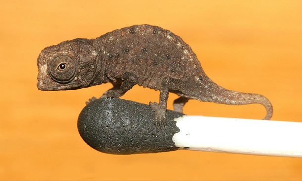 Крошки из мира животных Крошки из мира животных