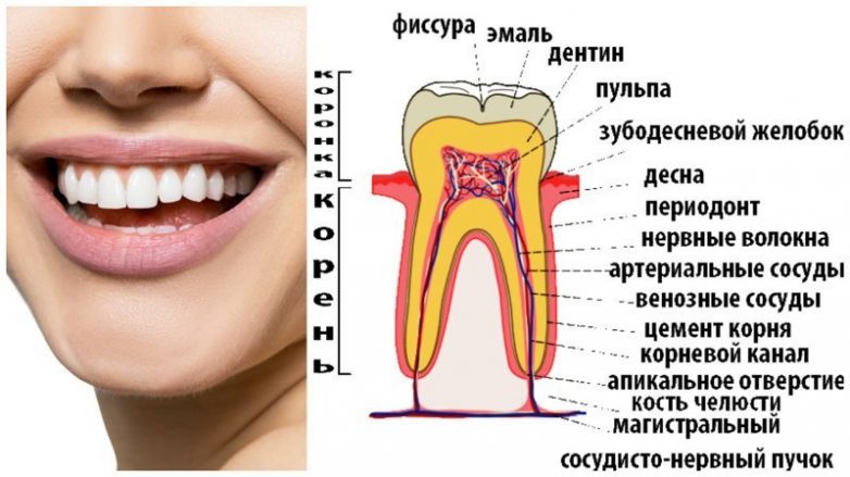10 удивительных примеров как выглядят привычные вещи под микроскопом 10 удивительных примеров как выглядят привычные вещи под микроскопом
