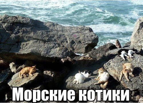 Прикольные картинки  (89 фото)