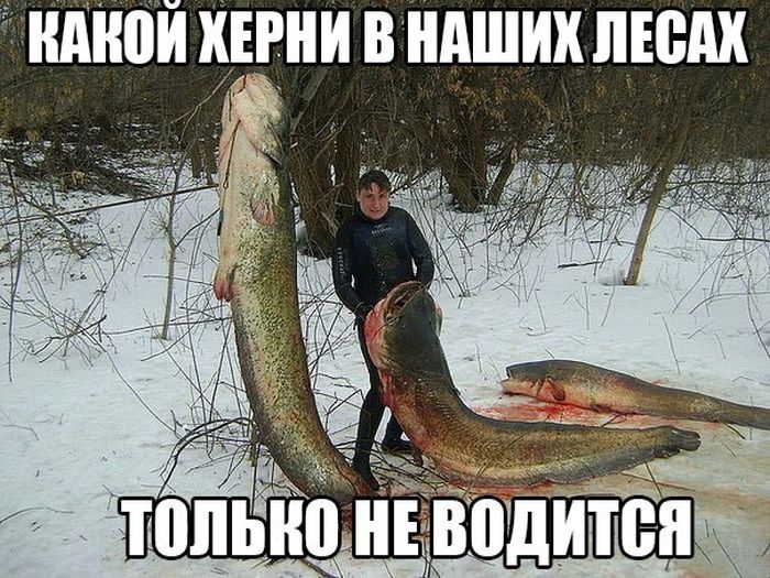 Порция картинок