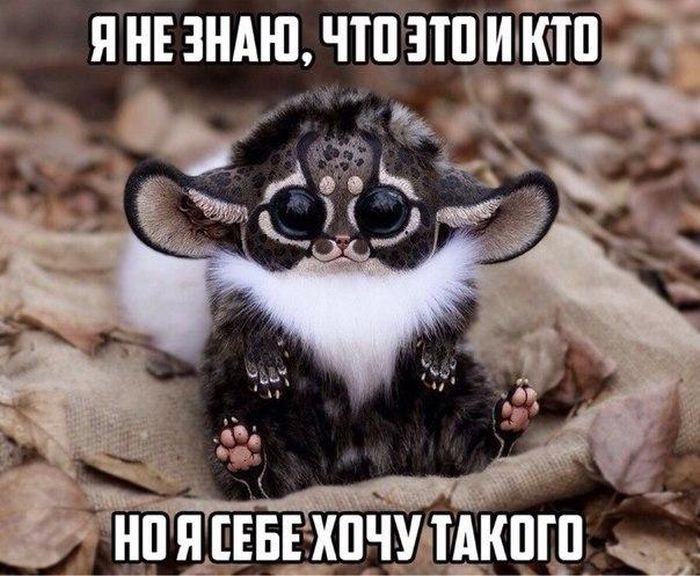 Порция картинок
