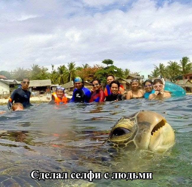 Порция картинок