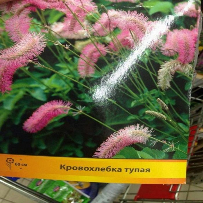 Иногда у семян такие отбитые названия, что их и сажать страшно