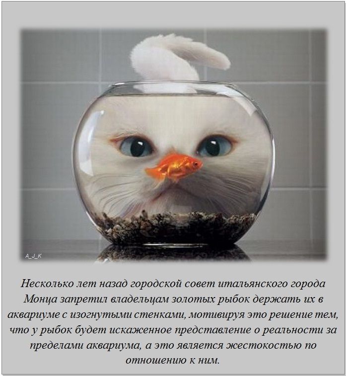 Интересные факты обо всём