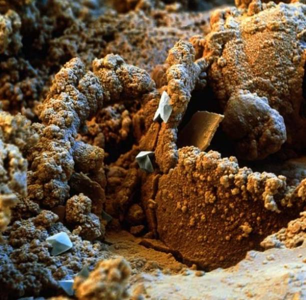 Интересные вещи под микроскопом Интересные вещи под микроскопом