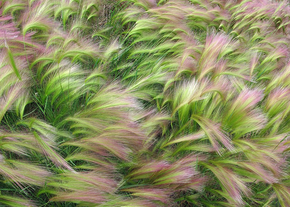 Лучшее с конкурса фотографии National Geographic 2012