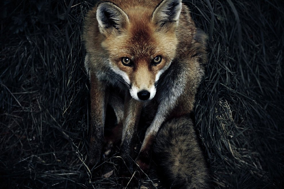 Лучшее с конкурса фотографии National Geographic 2012