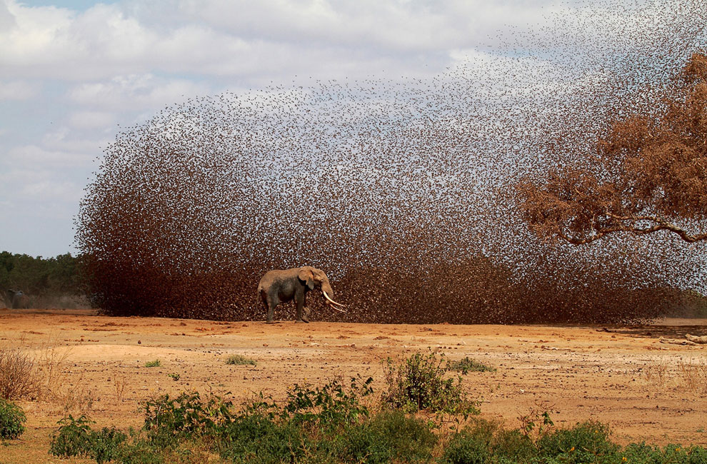 Лучшее с конкурса фотографии National Geographic 2012