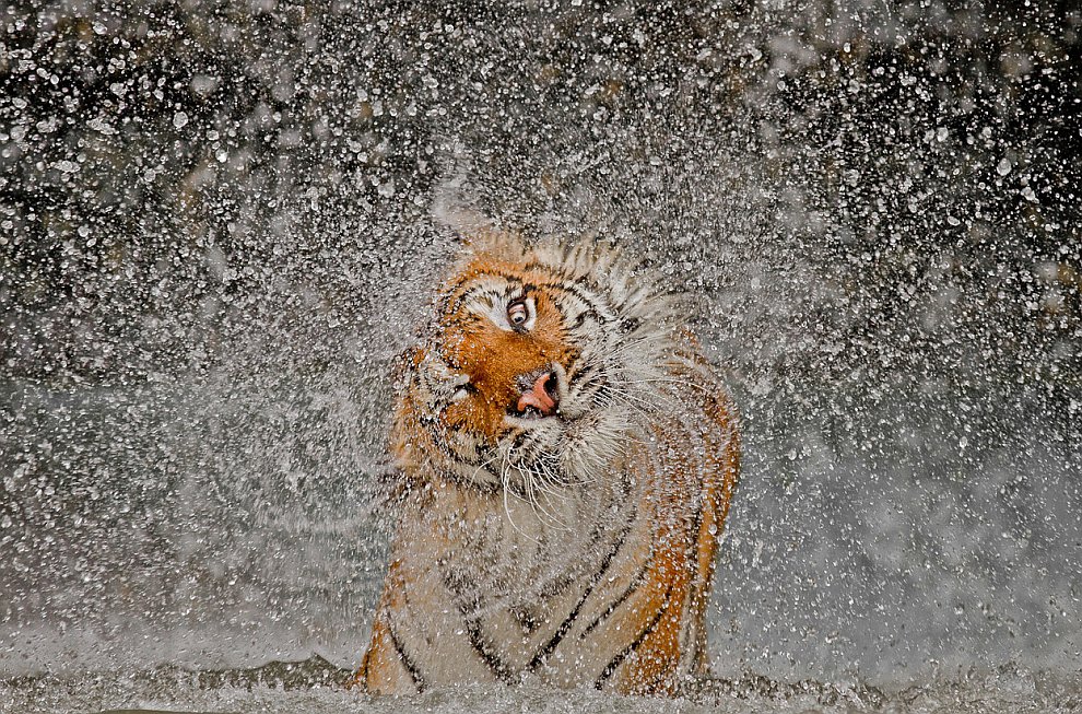 Лучшее с конкурса фотографии National Geographic 2012