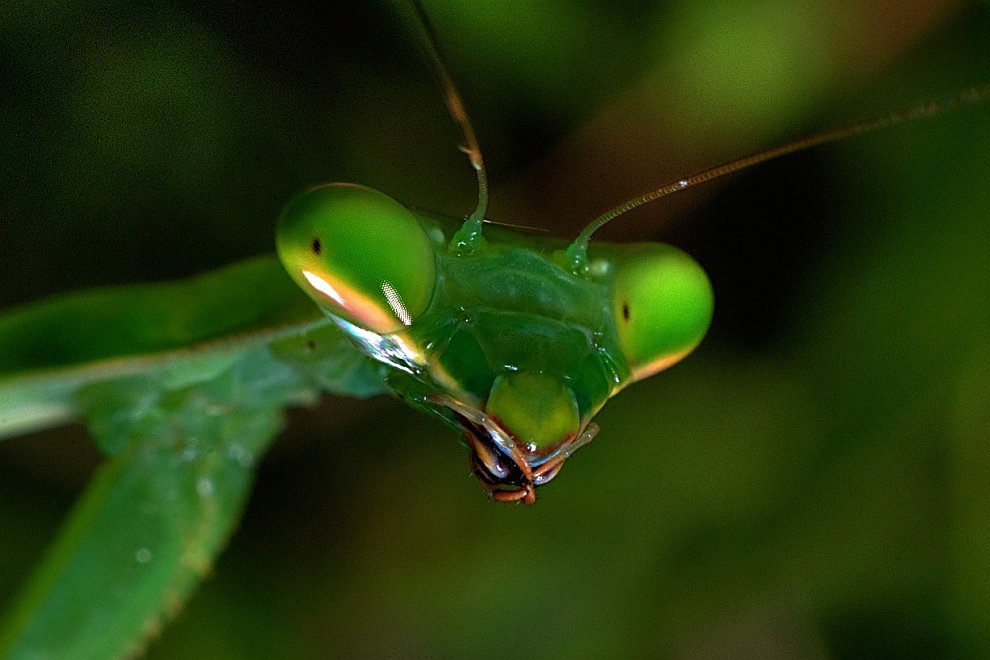 Лучшее с конкурса фотографии National Geographic 2012