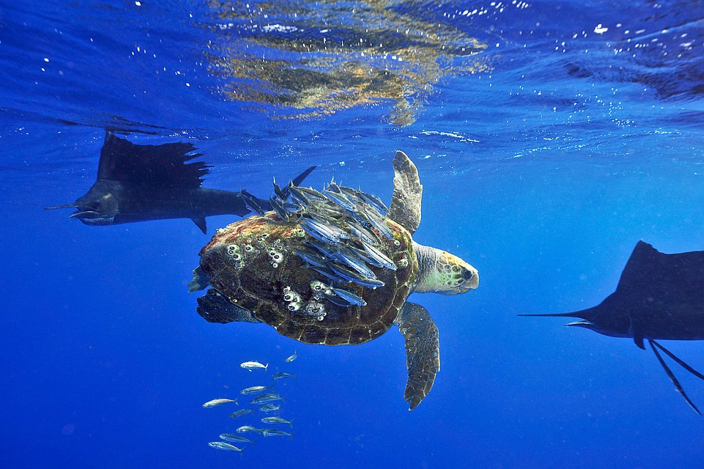 Лучшее с конкурса фотографии National Geographic 2012