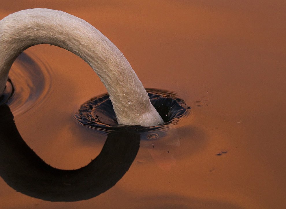 Лучшее с конкурса фотографии National Geographic 2012