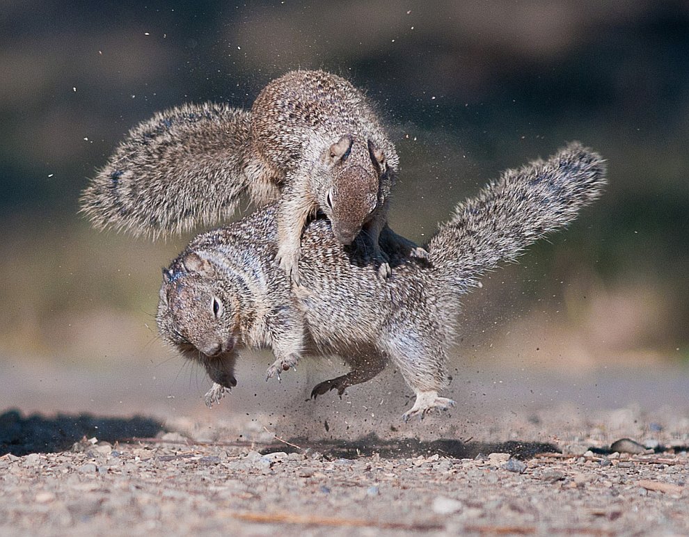 Лучшее с конкурса фотографии National Geographic 2012