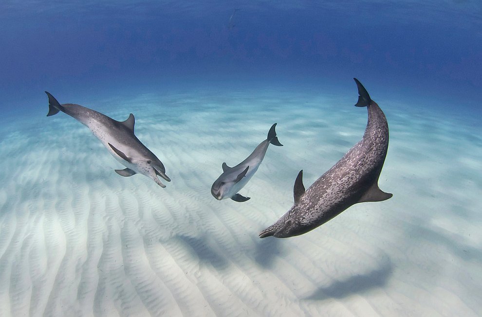 Лучшее с конкурса фотографии National Geographic 2012