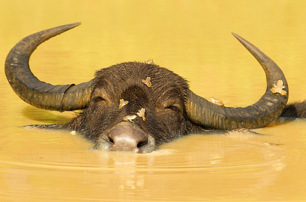 Лучшее с конкурса фотографии National Geographic 2012